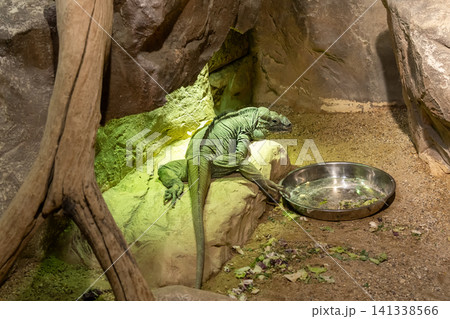 Exotic reptile with a long tail rests among rocks, sand and wooden branches. 141338566