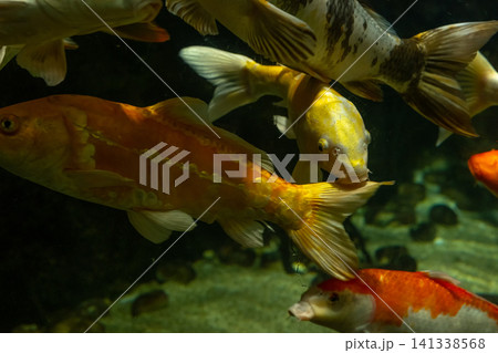 Group of Colorful Koi Carp Swimming Together Inside a Large Aquarium Group of Colorful Koi Carp Swimming Together Inside a Large Aquarium 141338568