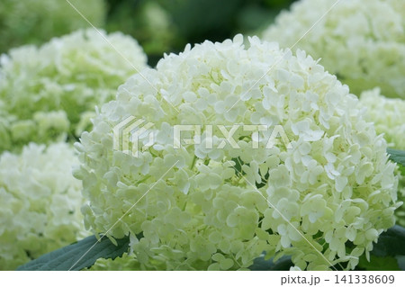 白い紫陽花　アナベル1 141338609