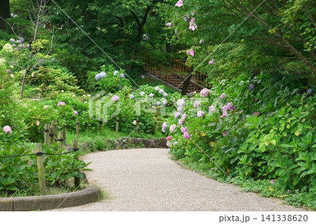 アジサイが咲く道　茶屋ヶ坂公園 141338620