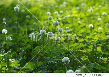 咲き始めた草花 咲き始めた草花 141338638