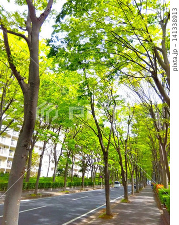春の首都圏住宅地の新緑の欅通り風景 春の首都圏住宅地の新緑の欅通り風景 141338913