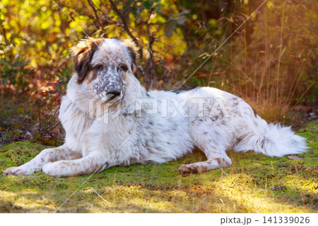 Dog lying In the grass, close up portrait Dog lying In the grass, close up portrait 141339026