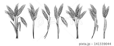 Wheat ear sheaf bouquet bundle icon set golden cereal grain spikelet stalk farm symbols design 141339044