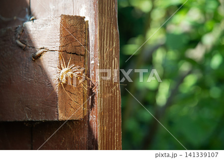 Insect common flycatcher or centipede sits on a door Insect common flycatcher or centipede sits on a door 141339107