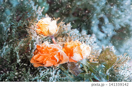 Forgotten flower covered with cold needles of frost 141339142