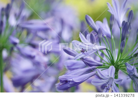 たくさんの紫の花が咲くアガパンサス 141339278