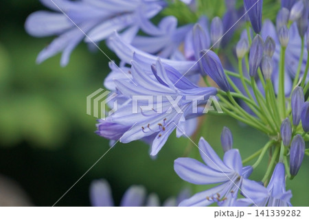 ラッパ型の花が咲くアガパンサス ラッパ型の花が咲くアガパンサス 141339282