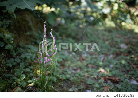 【右巻き・左巻きセット】らせん状に咲くピンクのネジバナの万葉集由来の花言葉は「思慕」恋の花、夏の花 【右巻き・左巻きセット】らせん状に咲くピンクのネジバナの万葉集由来の花言葉は「思慕」恋の花、夏の花 141339285