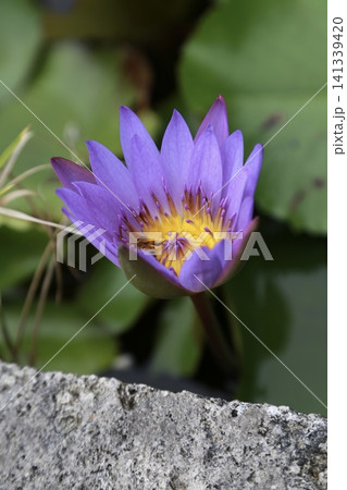 沖縄・やんばるの自然に咲く鮮やかな睡蓮（スイレン）の花 水辺の風景 141339420