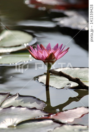 沖縄・やんばるの自然に咲く鮮やかな睡蓮(スイレン)の花 水辺の風景 沖縄・やんばるの自然に咲く鮮やかな睡蓮(スイレン)の花 水辺の風景 141339428