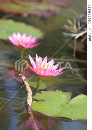 沖縄・やんばるの自然に咲く鮮やかな睡蓮（スイレン）の花 水辺の風景 141339430