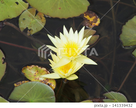 沖縄・やんばるの自然に咲く鮮やかな睡蓮(スイレン)の花 水辺の風景 沖縄・やんばるの自然に咲く鮮やかな睡蓮(スイレン)の花 水辺の風景 141339432
