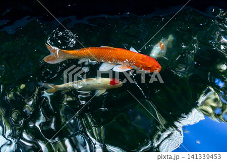 Movement of Fancy Carps Fish or Koi Swim in Pond Movement of Fancy Carps Fish or Koi Swim in Pond 141339453