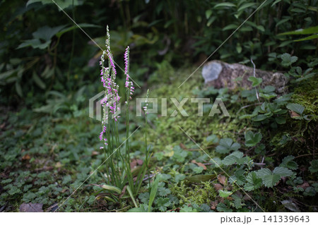 夏の庭の木陰に咲くピンクのネジバナ、万葉由来の花言葉「思慕」、恋の花 夏の庭の木陰に咲くピンクのネジバナ、万葉由来の花言葉「思慕」、恋の花 141339643