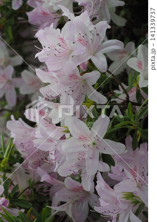 ツツジの花 141339737
