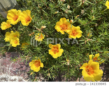 黄色い松葉牡丹の花 黄色い松葉牡丹の花 141339945