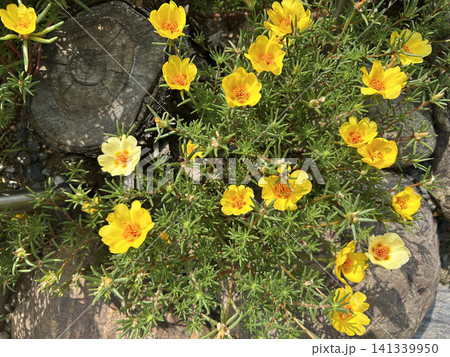 黄色い松葉牡丹の花 黄色い松葉牡丹の花 141339950