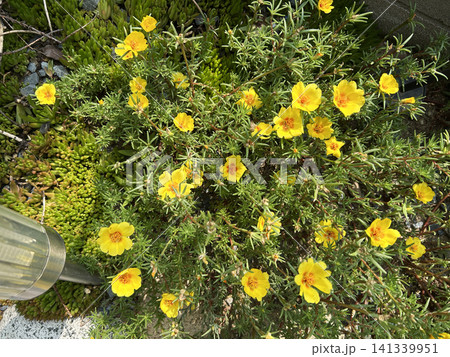 黄色い松葉牡丹の花 黄色い松葉牡丹の花 141339951