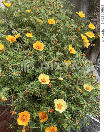 黄色い松葉牡丹の花 141339962