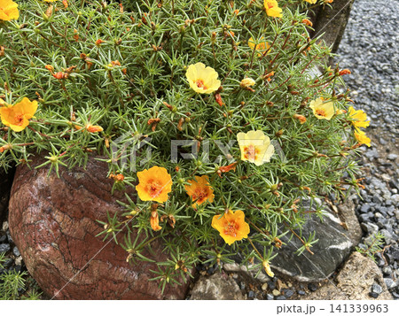 黄色い松葉牡丹の花 黄色い松葉牡丹の花 141339963