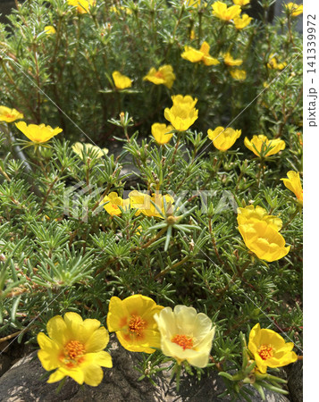 黄色い松葉牡丹の花 黄色い松葉牡丹の花 141339972