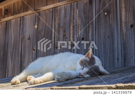 軒先でお昼寝する猫 141339979