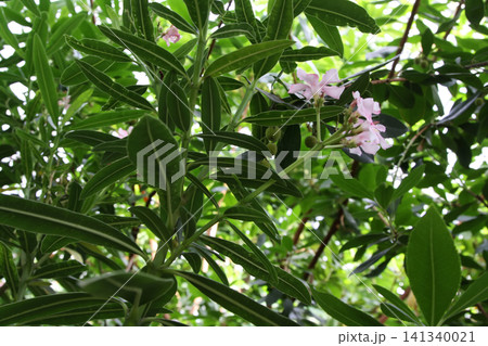 Upward View of Blooming Pink Oleander Foliage 141340021
