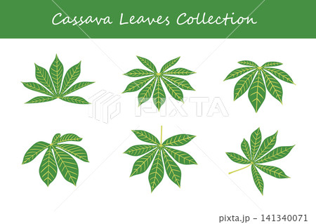 cassava leaves collection  141340071