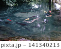各務原市羽島用水ビオトープ 141340213
