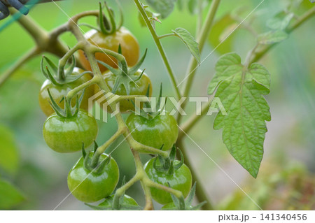 まだ青いミニトマト まだ青いミニトマト 141340456
