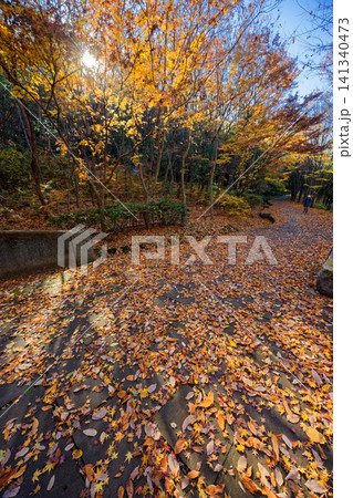 港北ニュータウン・都筑中央公園の紅葉 141340473