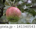 雨上がりのりんごの実 141340543