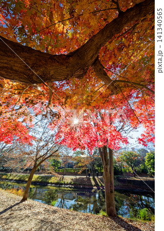 港北ニュータウン・大原みねみち公園の紅葉 141340565