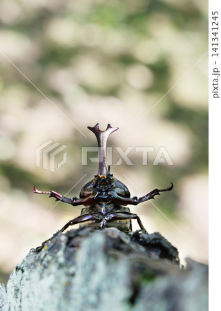 木に止まるカブトムシ 木に止まるカブトムシ 141341245