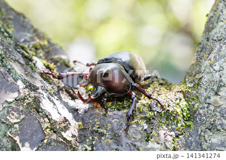 木に止まるカブトムシ 木に止まるカブトムシ 141341274
