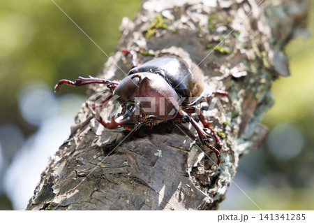 木に止まるカブトムシ 木に止まるカブトムシ 141341285