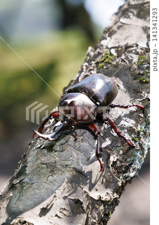 木に止まるカブトムシ 木に止まるカブトムシ 141341293