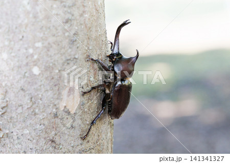 木に止まるかぶと虫 木に止まるかぶと虫 141341327
