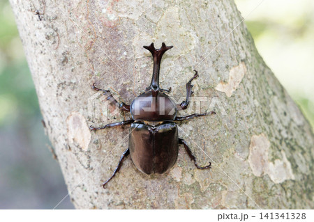 木に止まるかぶと虫 木に止まるかぶと虫 141341328