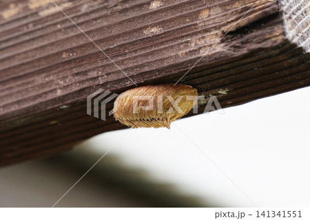 ハラビロカマキリの卵 141341551