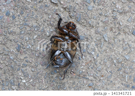 カブトムシの死骸 カブトムシの死骸 141341721