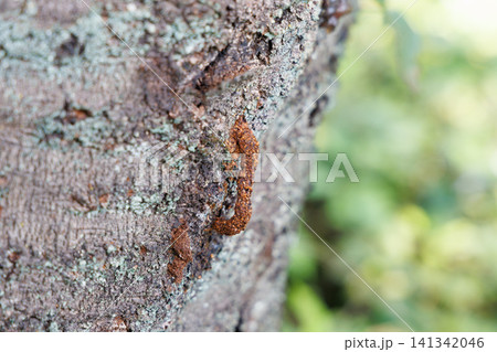 クビアカツヤカミキリのフラス クビアカツヤカミキリのフラス 141342046