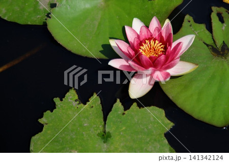赤い睡蓮の花 赤い睡蓮の花 141342124