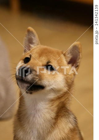 見つめる柴犬 見つめる柴犬 141342139