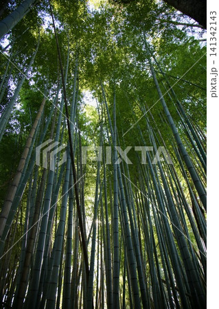 竹林を見上げる 竹林を見上げる 141342143