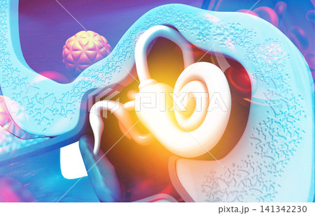 Close up view of inner ear, stapes Close up view of inner ear, stapes 141342230