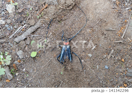 クビアカツヤカミキリの死骸 クビアカツヤカミキリの死骸 141342296