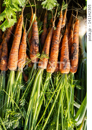Freshly harvested organic carrots with green tops 141342305