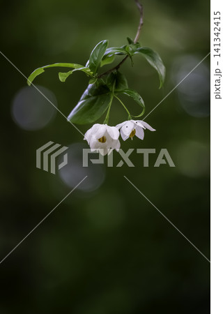 エゴノキの白い花 エゴノキの白い花 141342415